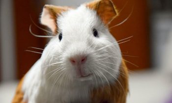Quel animal peut vivre avec un cochon d’Inde américain ?