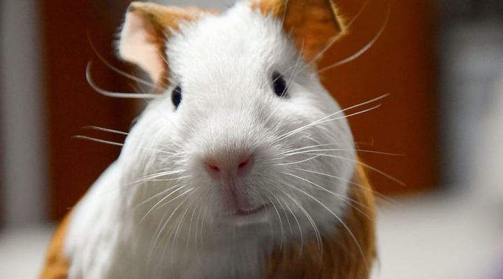 Quel animal peut vivre avec un cochon d'Inde américain ?