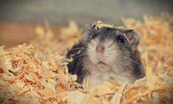 Comment s’occuper d’un hamster doré ?