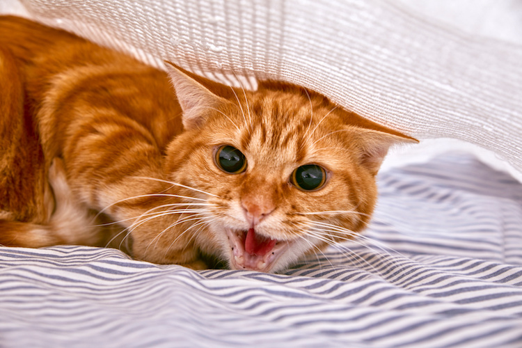 chat stressé
