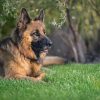 Pourquoi mon chien mange de l herbe ?