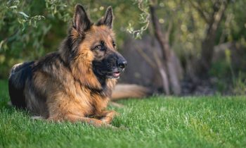 Pourquoi mon chien mange de l herbe ?