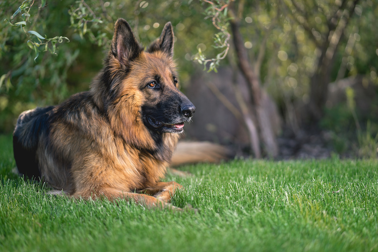 chien mange herbe