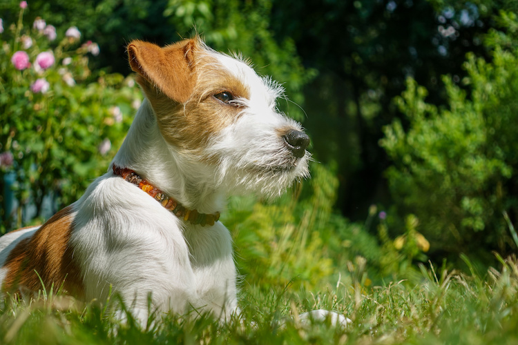 chien se purge avec herbe