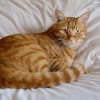 Combien de temps un chat peut rester seul