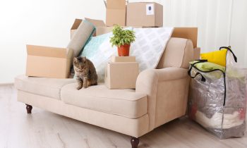 Comment habituer un chat à une nouvelle maison ?