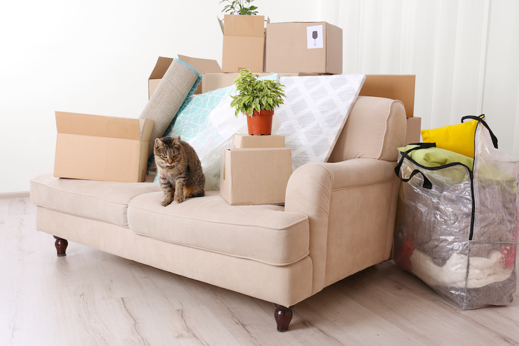 comment demenager avec son chat