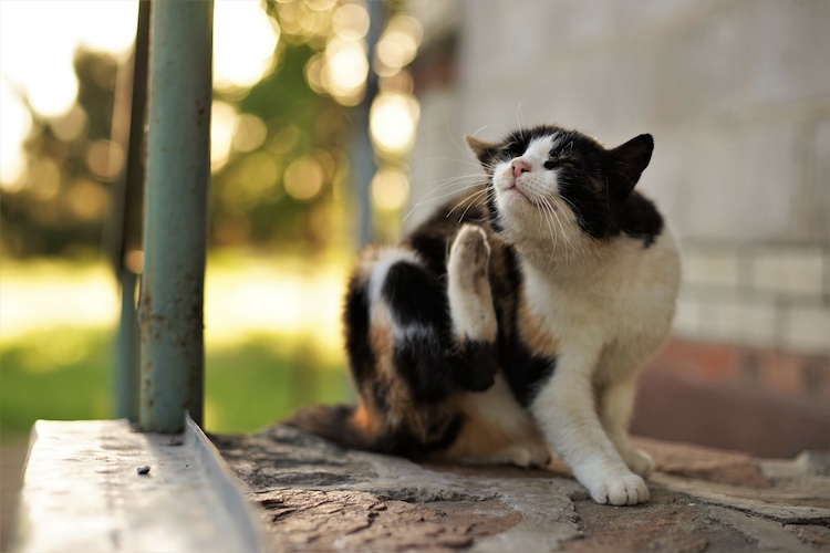chat traiter contre les puces