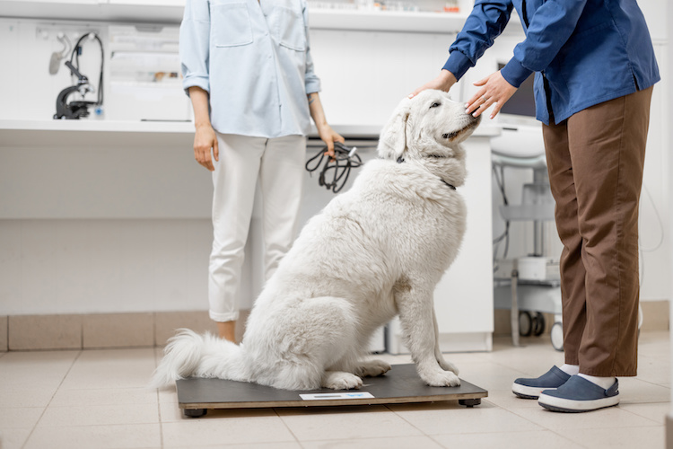 chien surpoids balance