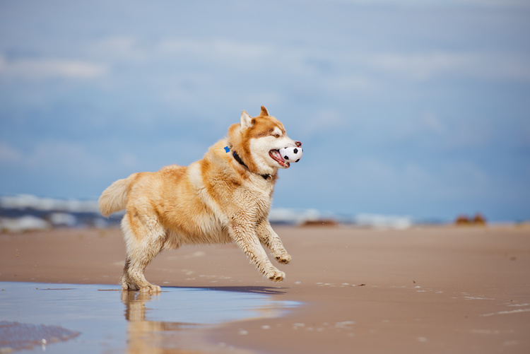exercice chien surpoids