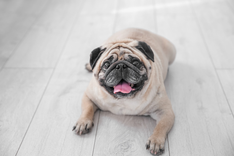 programme regime chien