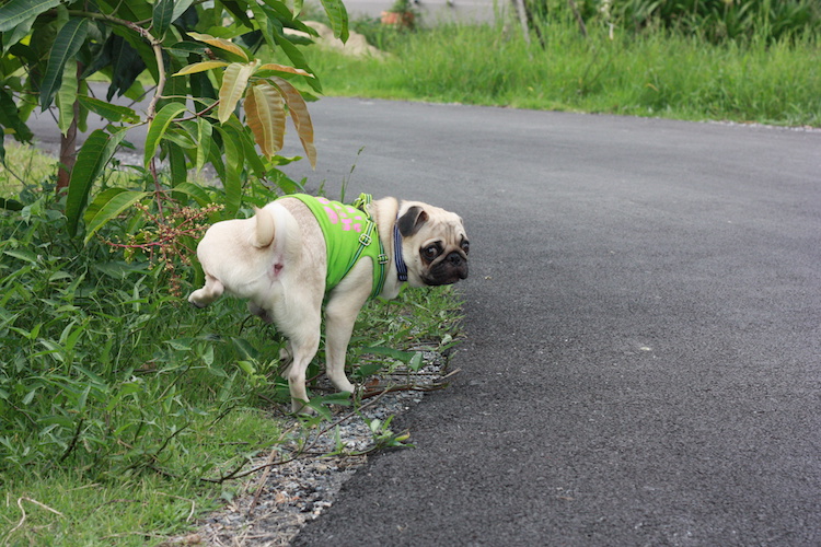 Chien qui urine beaucoup, astuces pour anticiper la nuit