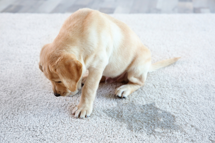 Puis-je laisser mon chien seul une journée ?