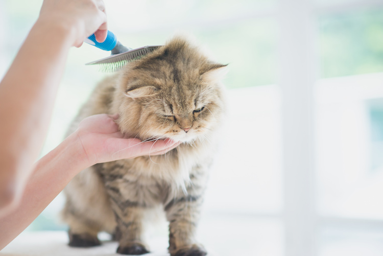 brossage poils chat