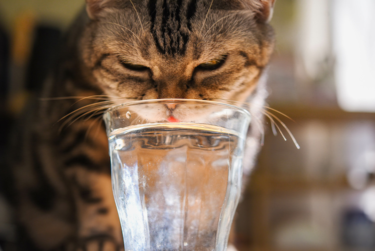 chat qui boit dans verre