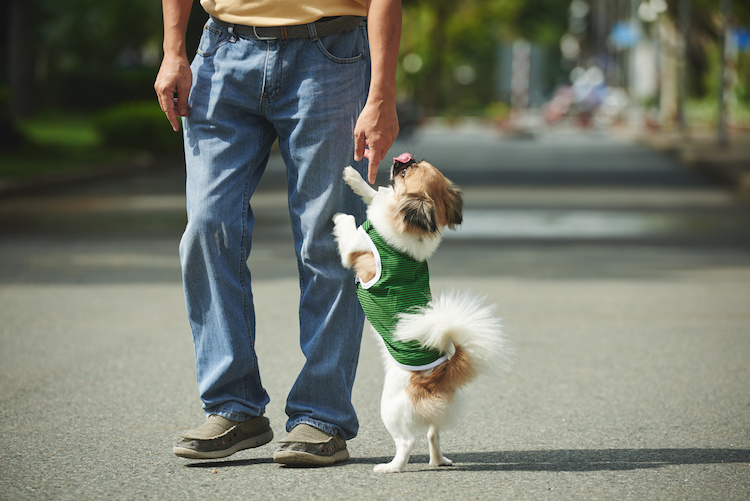 combien de temps attachement chien