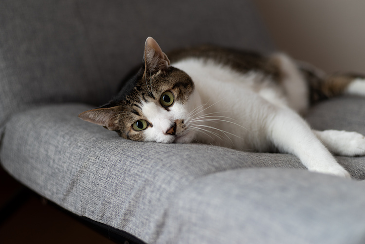 comment gronder un chat
