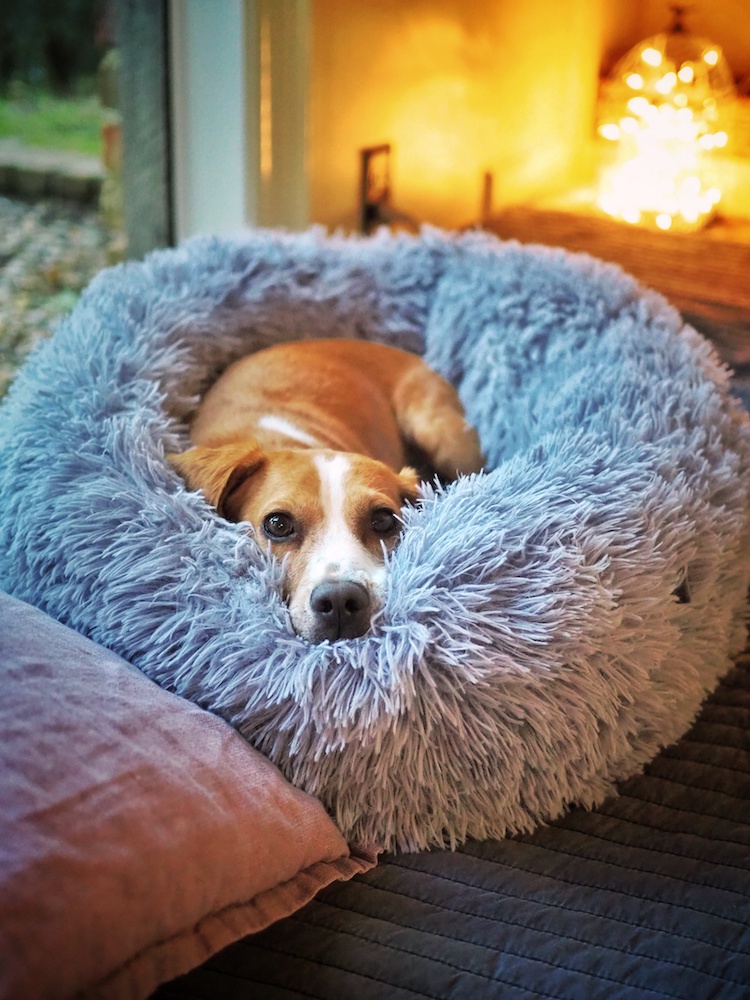 jack russel froid