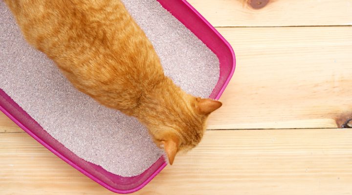 apprendre proprete chat