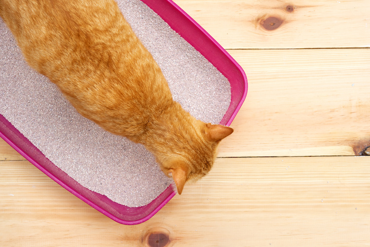 Comment attirer un chat dans sa litière Zanimonac