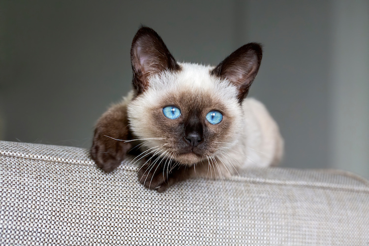 chat mignon qui ronronne