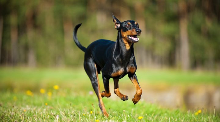 Comment faire descendre l'excitation d'un chien ?
