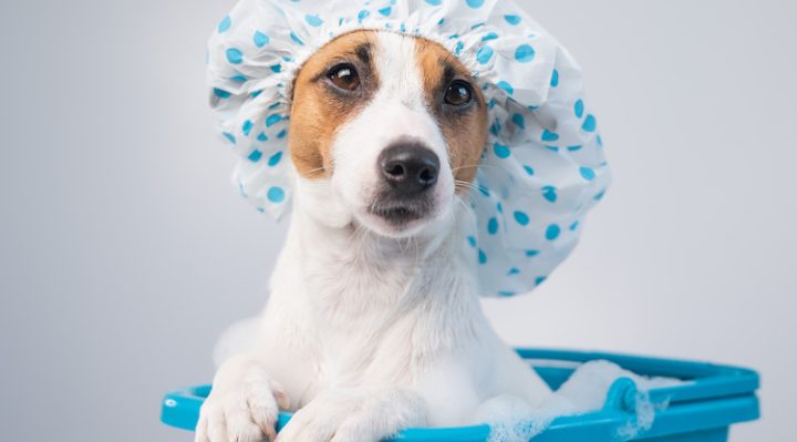 Comment laver son chien à la maison ?