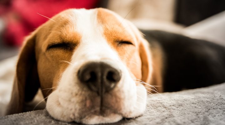 beagle en train de dormir