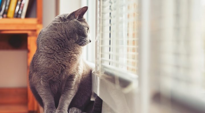 chat appartement superficie