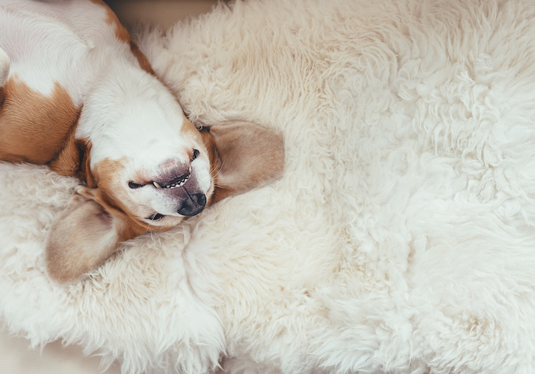 chien heureux dormir