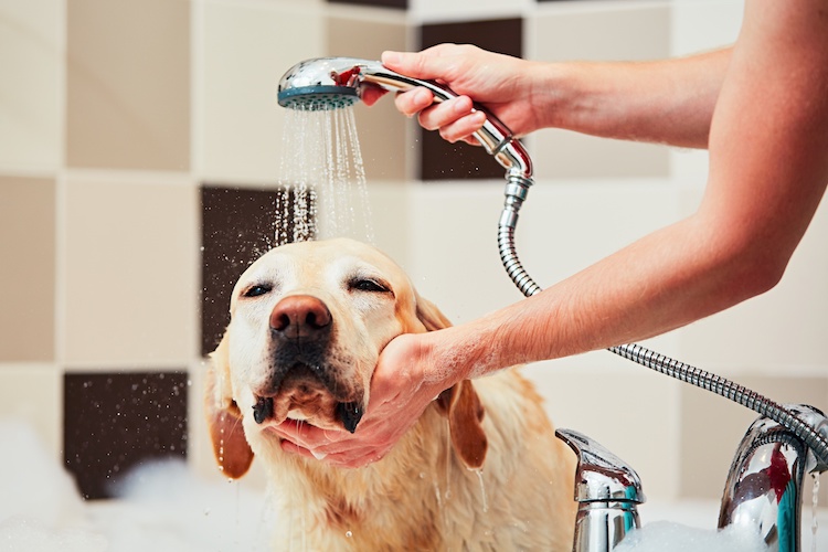 comment donner douche chien