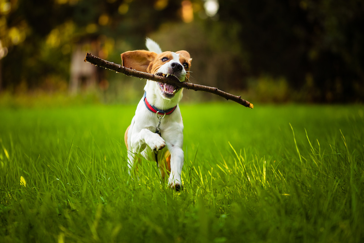 jouet avec chien
