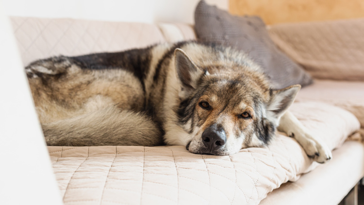 rituel sommeil chien