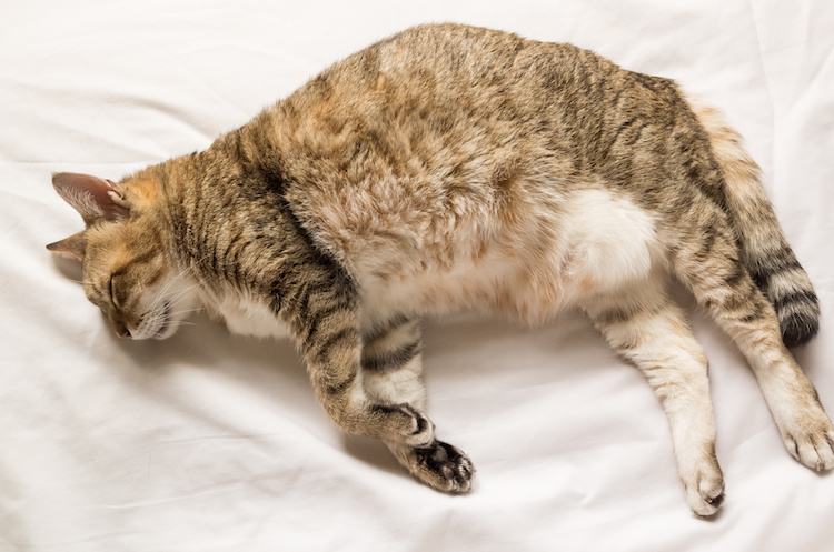 chat obese qui dort