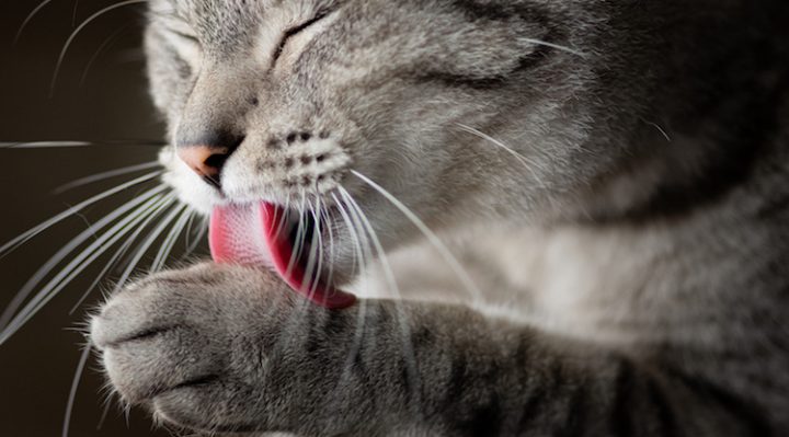 chat qui leche les cheveux