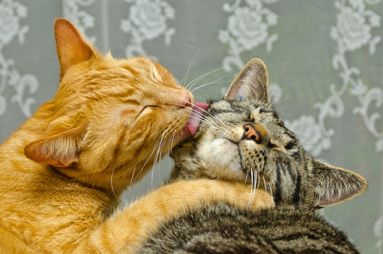 chats qui se lechent mutuellement