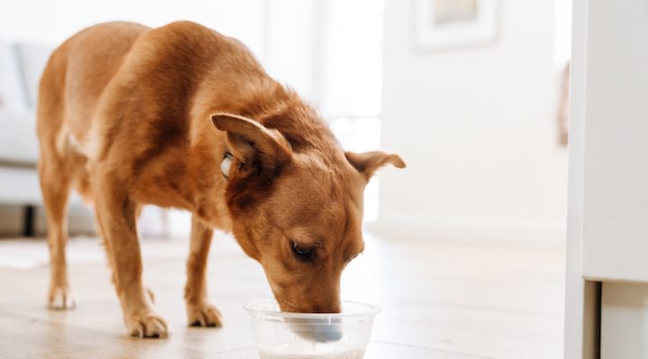 chien qui boit du lait