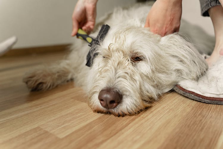 brosser poils chien