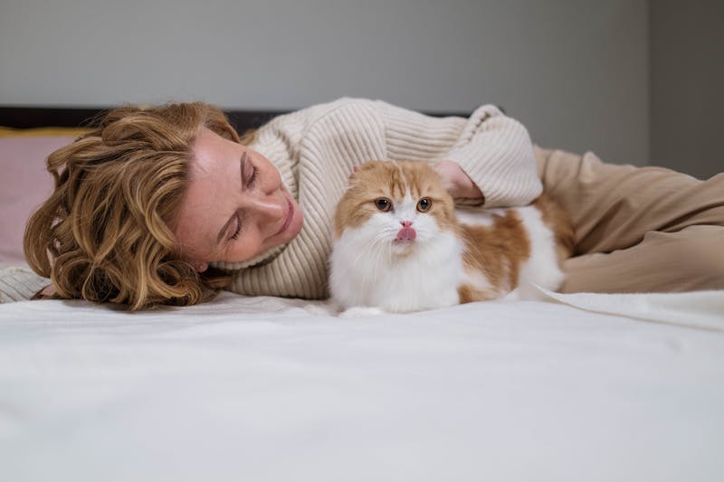 chat heureux tire la langue