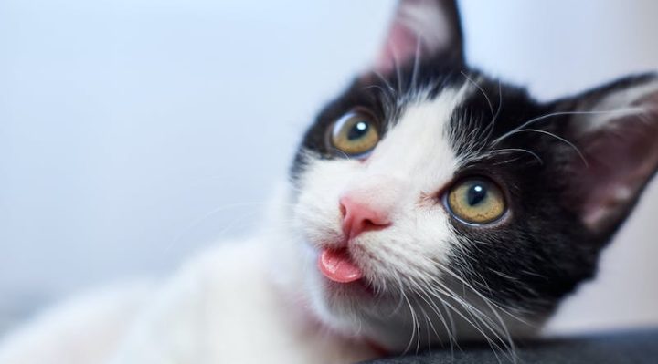 chat langue bloquee
