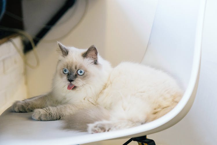chat persan langue dehors