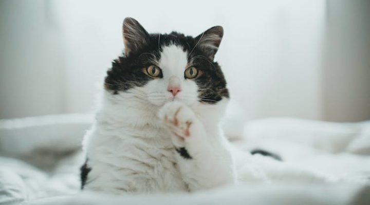 chat qui perd ses poils