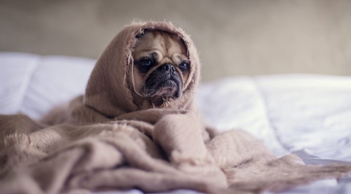 chien bulldog francais malade