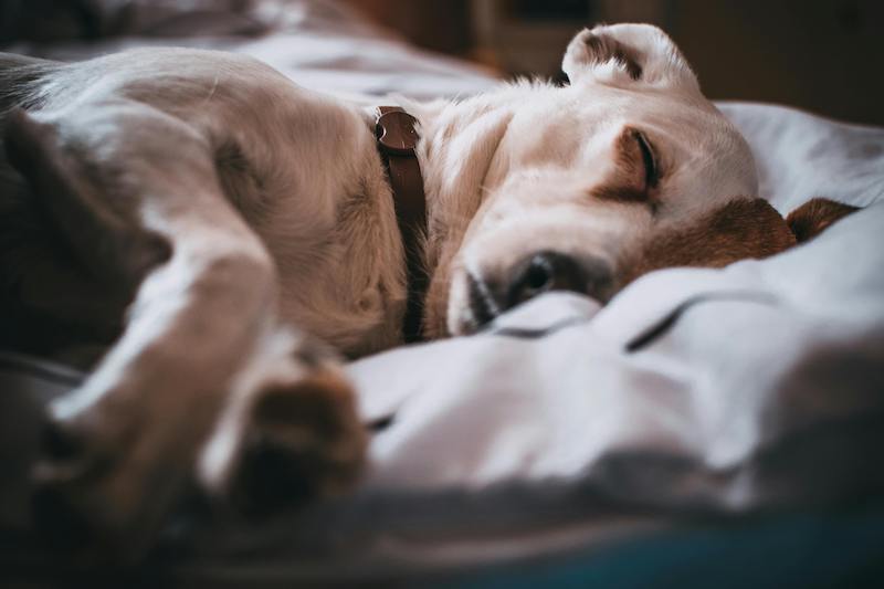 chien fievreux qui dort