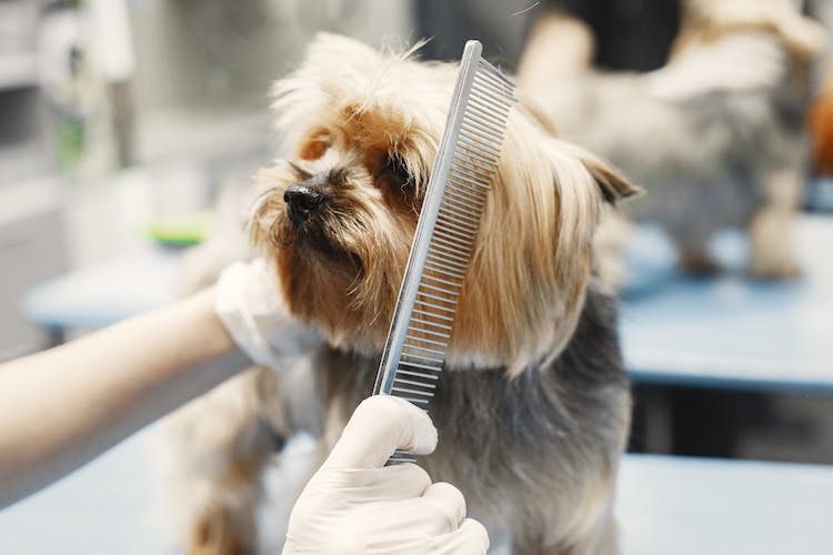 toilettage chien salon professionnel