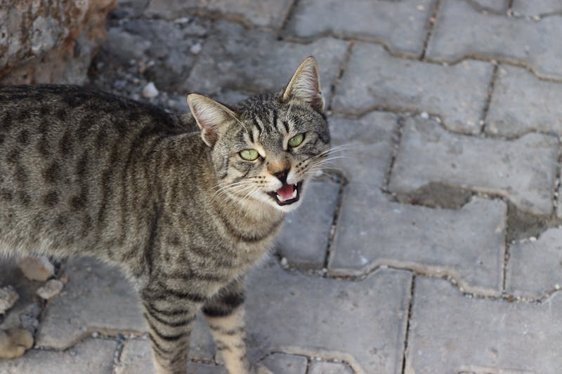 Comment miaule un chat qui souffre ?