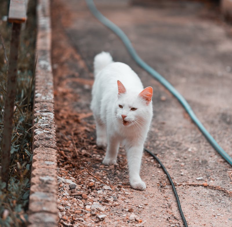 Pourquoi le chat miaule grave ?