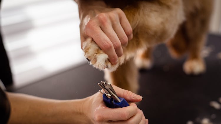 comment couper ongles chiens seul
