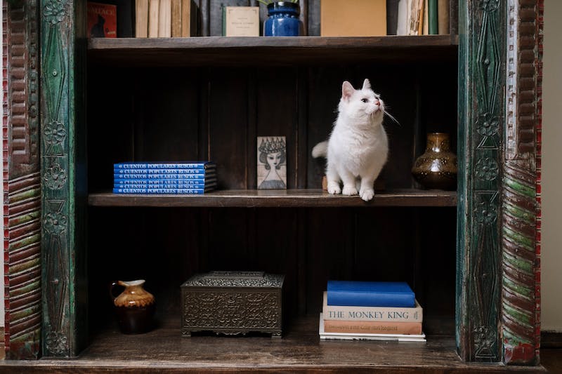 chat blanc etagere