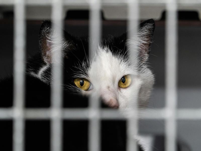 faire entrer chat caisse transport